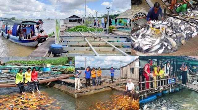Khám phá bè cá và câu chuyện thú vị cùng chú Bảy Bon