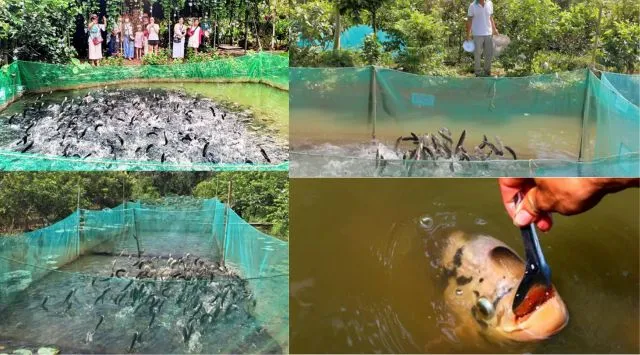 Mãn nhãn với màn trình diễn độc đáo cá lóc bay tại Cồn Sơn