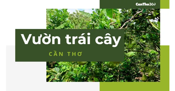 Top 5+ vườn trái cây Cần Thơ trĩu quả, ăn thỏa thích quên lối về