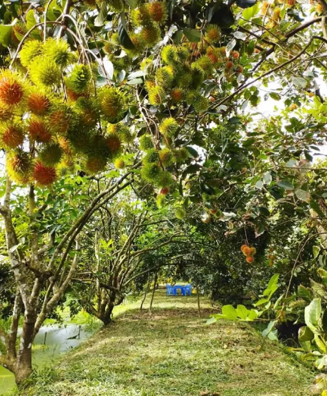 Vườn trái cây Tân Lộc Cần Thơ